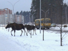В Курской области лоси выбегают на трассы и пугают водителей