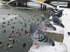 Зимний учет водоплавающих птиц в Курской области: 3010 особей и 17 видов