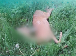 В Курской области браконьеры застрелили косулю и избили егеря