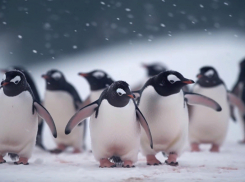 Курянам предложили в гололед передвигаться пингвиньей походкой