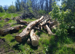 В Курске после вырубки деревьев пропали певчие птицы