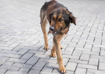 Курской мэрии предъявлены иски за укусы бродячими собаками 19 детей