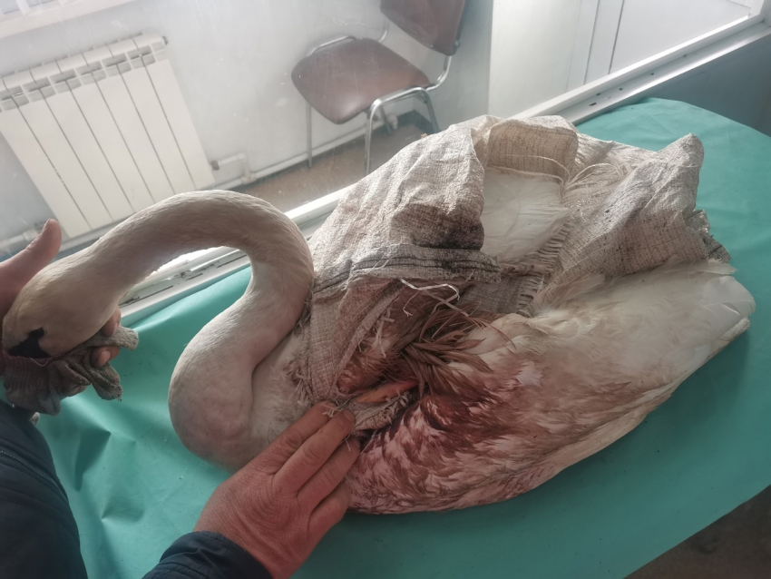 В Курской области отец и сын спасли раненого лебедя