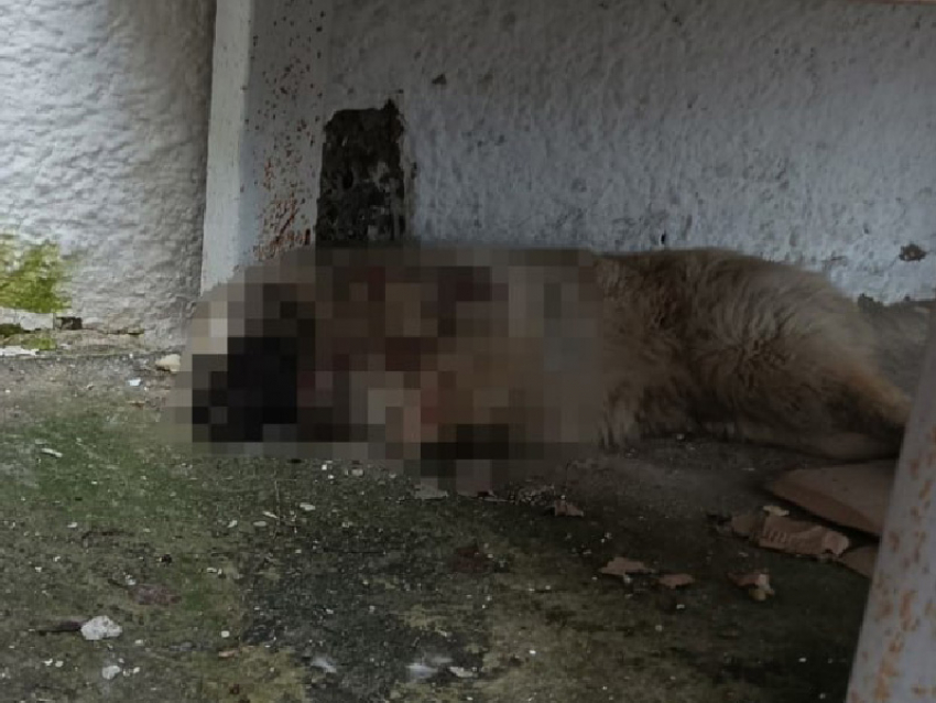 Жители Курской области сообщили, что по поручению главы сельсовета убили щенка