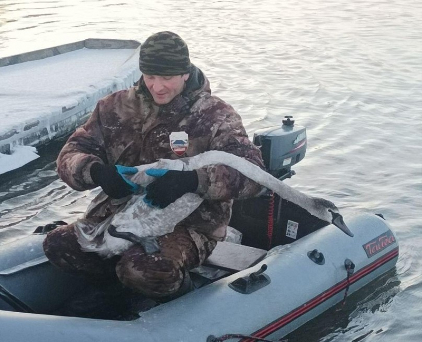 В Курске спасли запутавшегося в рыболовной леске лебедя