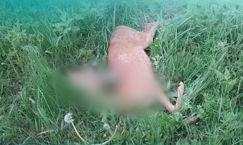 В Курской области браконьеры застрелили косулю и избили егеря